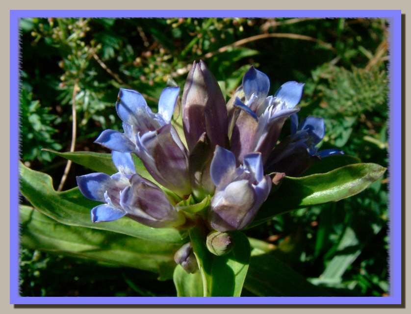 Gentiana cruciata e Veronica sp.